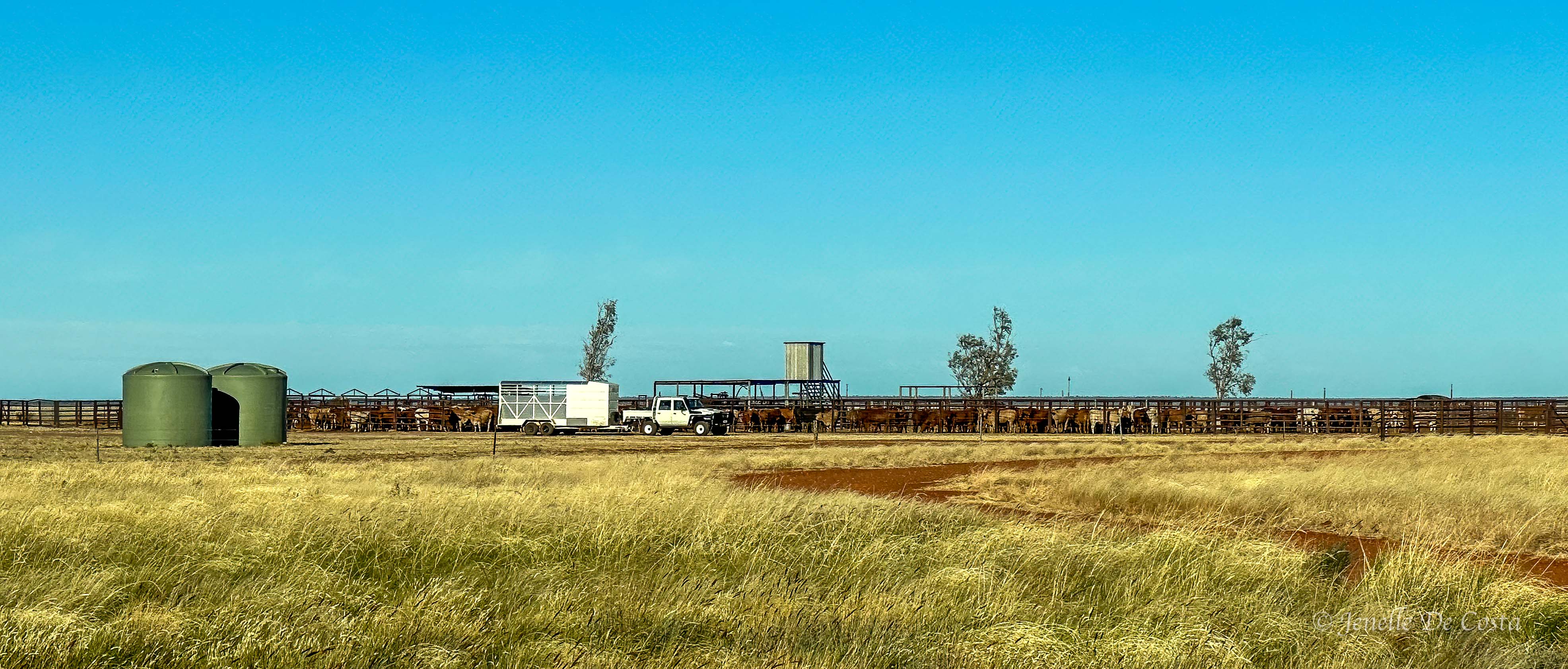 Barkley Tableland's Cattle
