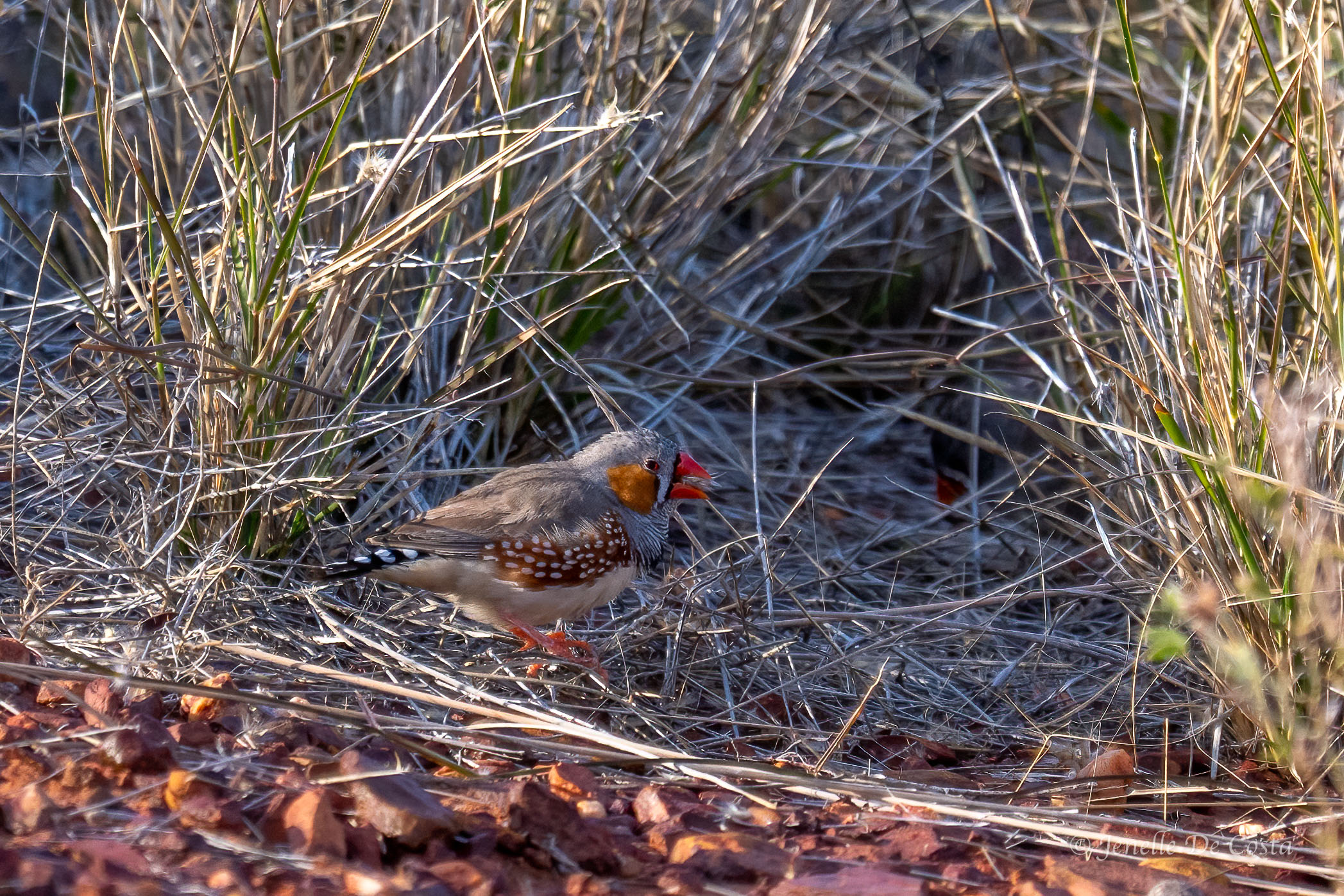 Zebra Finch are everywhere
