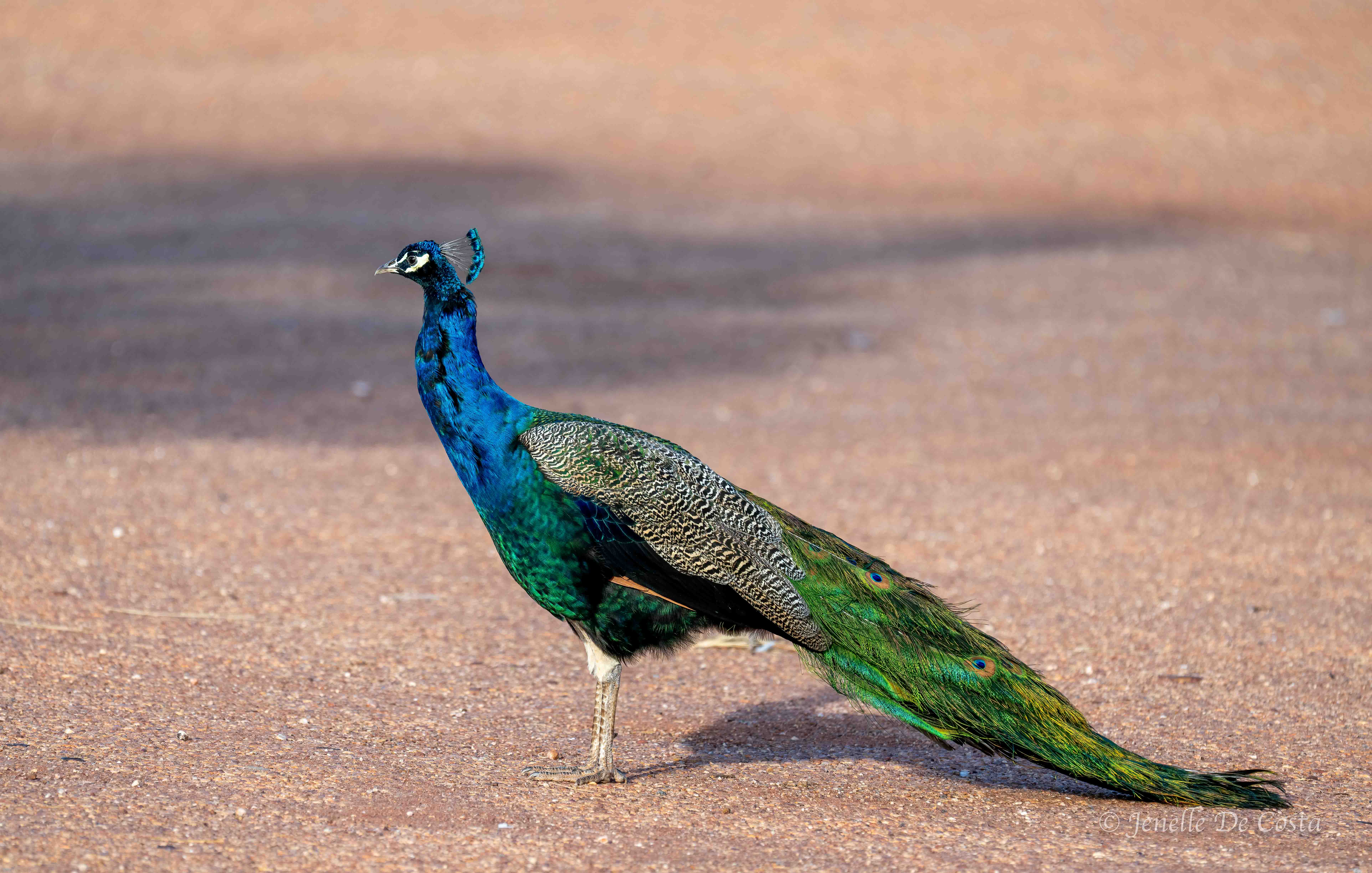 Peacock are so regal