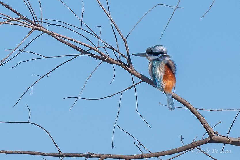 Red-backed Kingfisher, Karlu Karlu.
