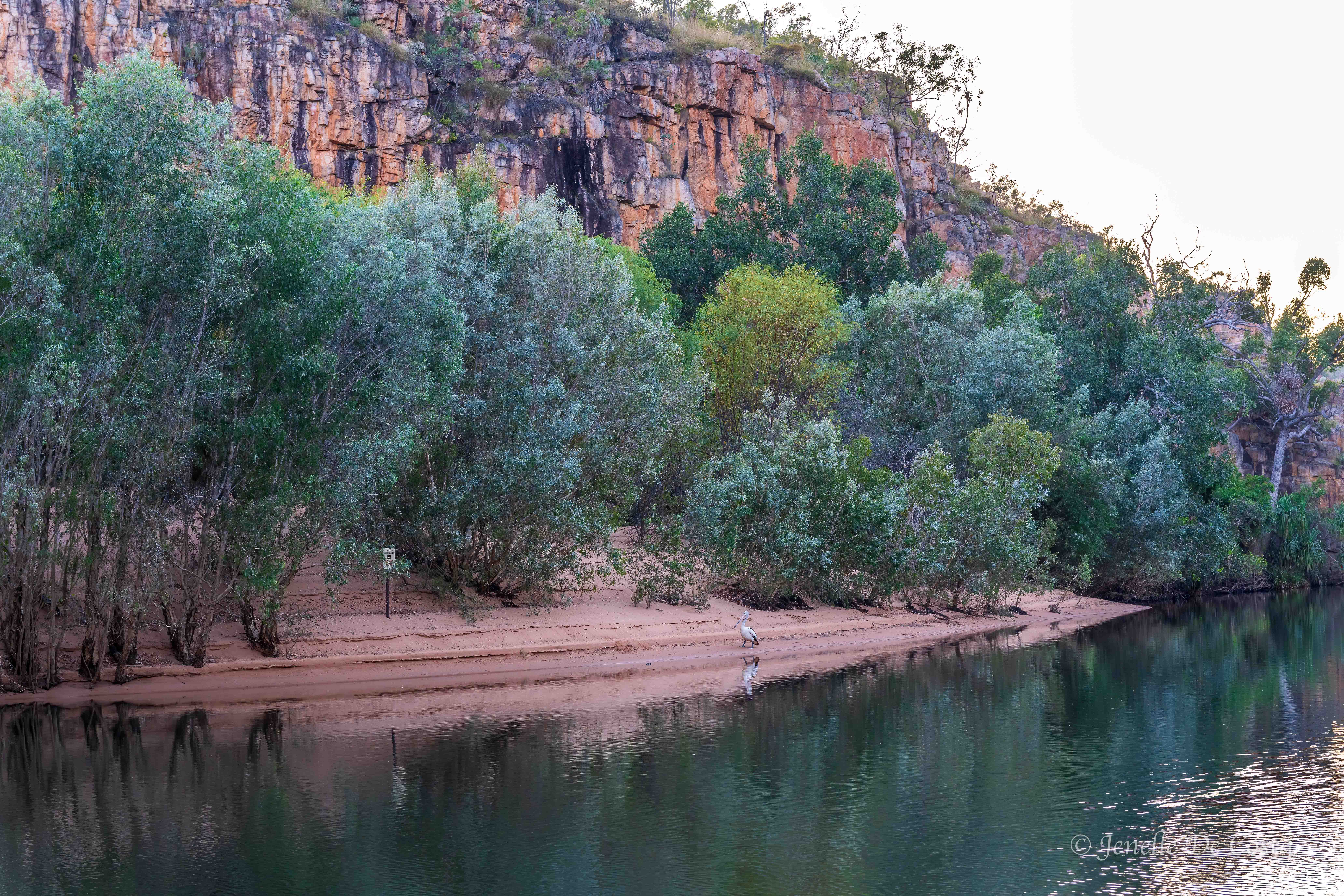 First pelican in the Gorge in 27 years Nitmiluk Gorge (Katherin Gorge)