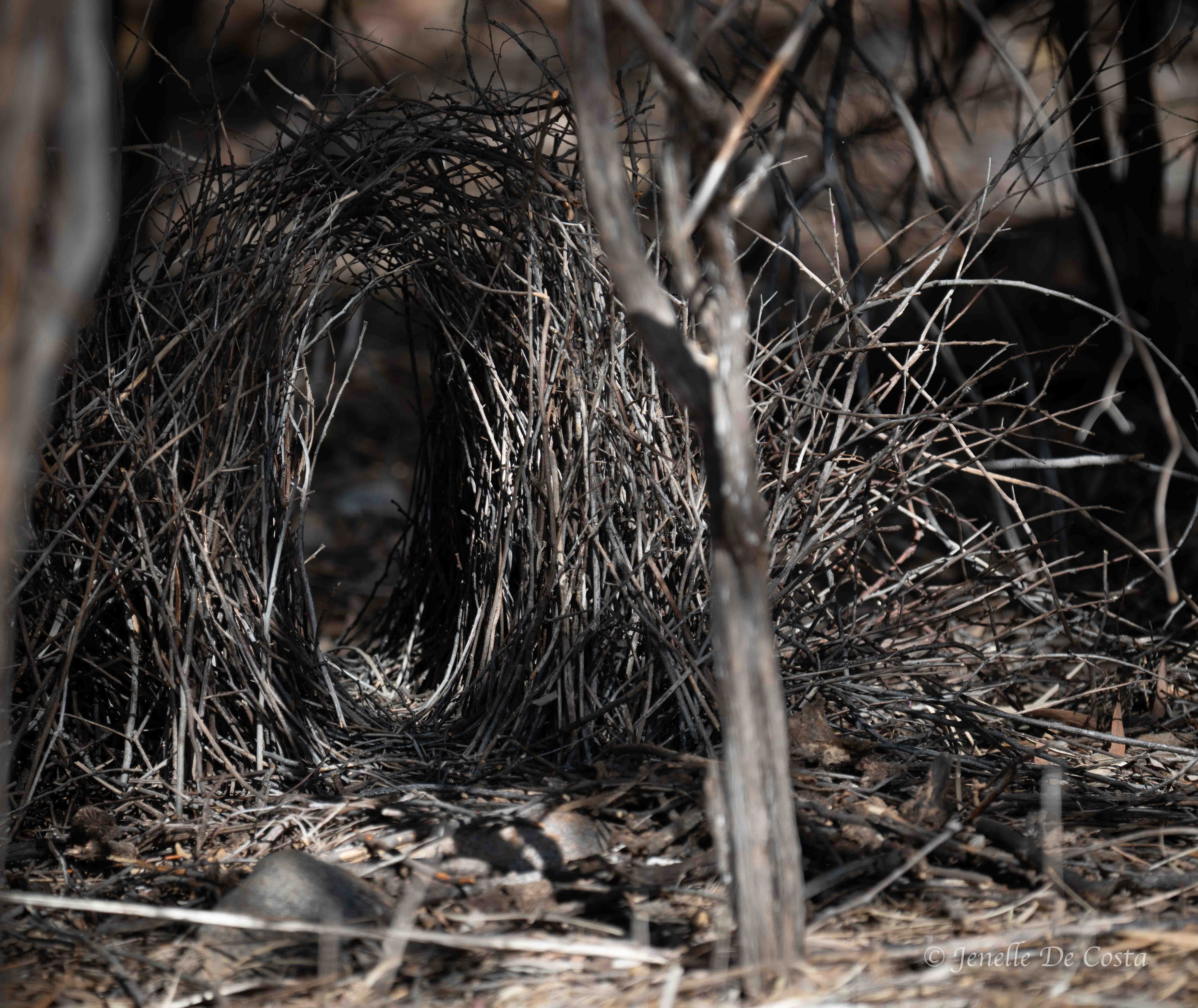 Bower of Great Bowerbird