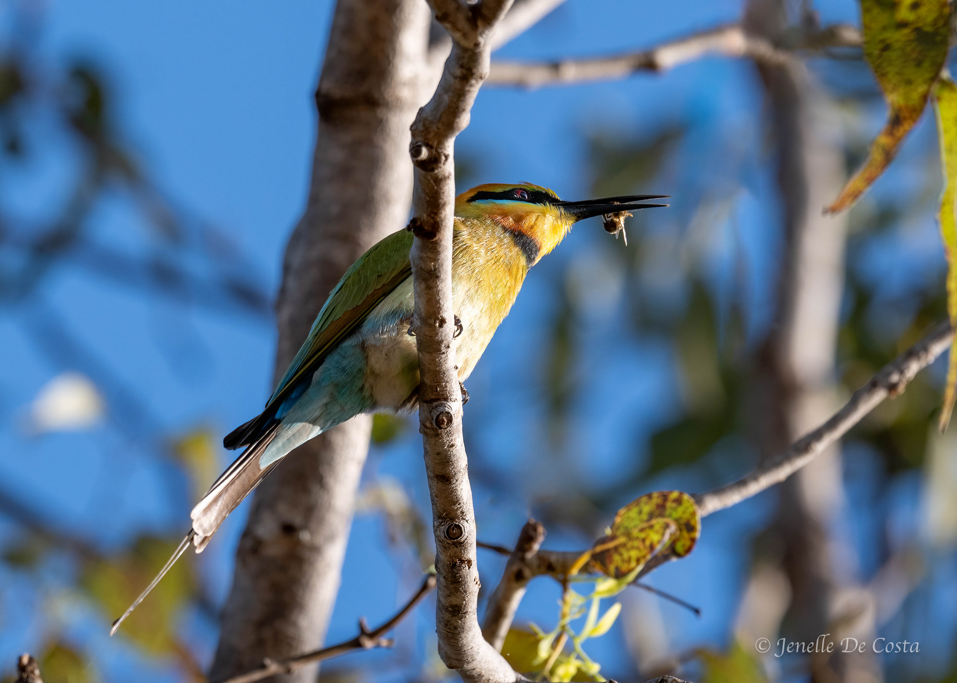 Bee Eater with bee for breakfast