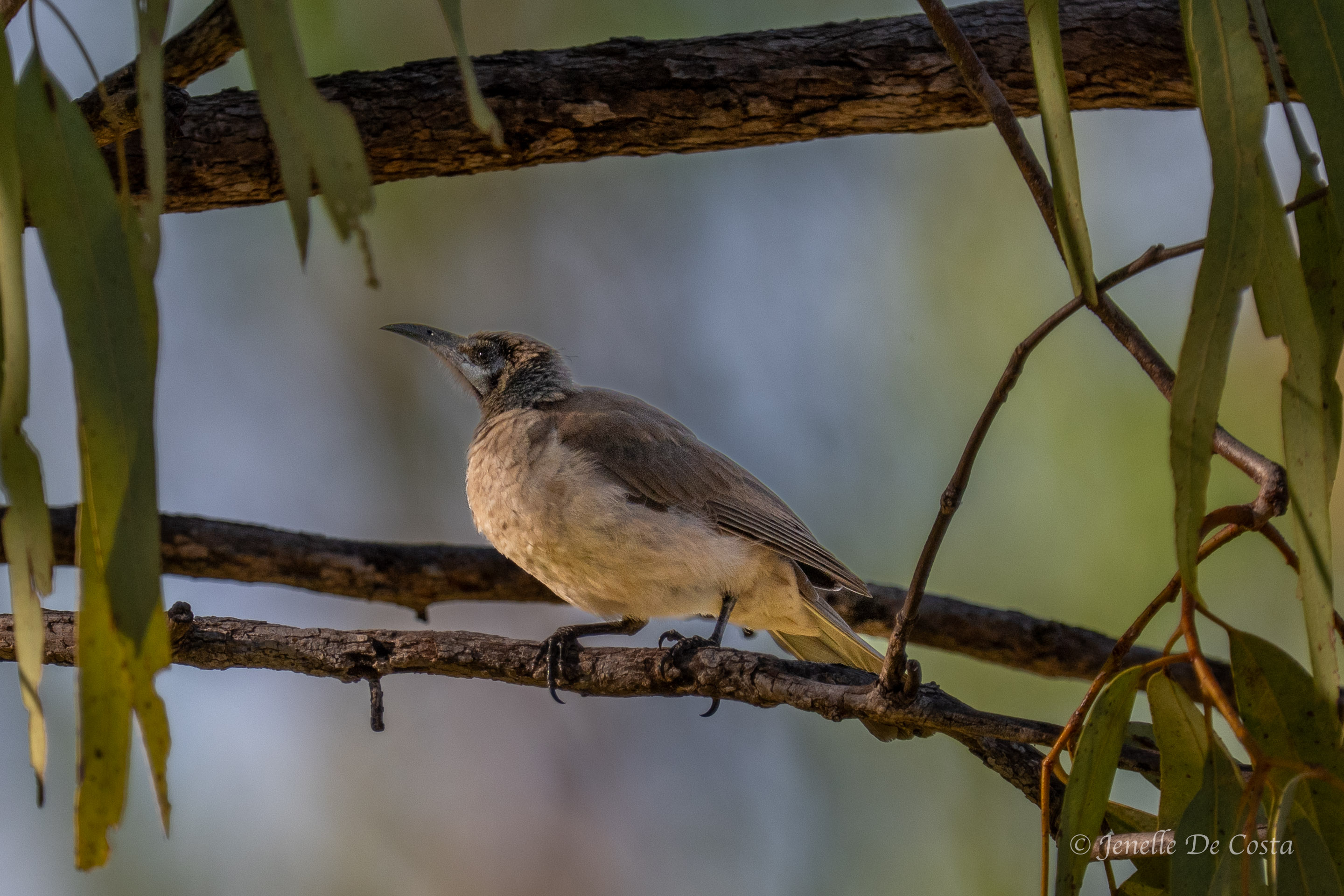 Little Friarbird