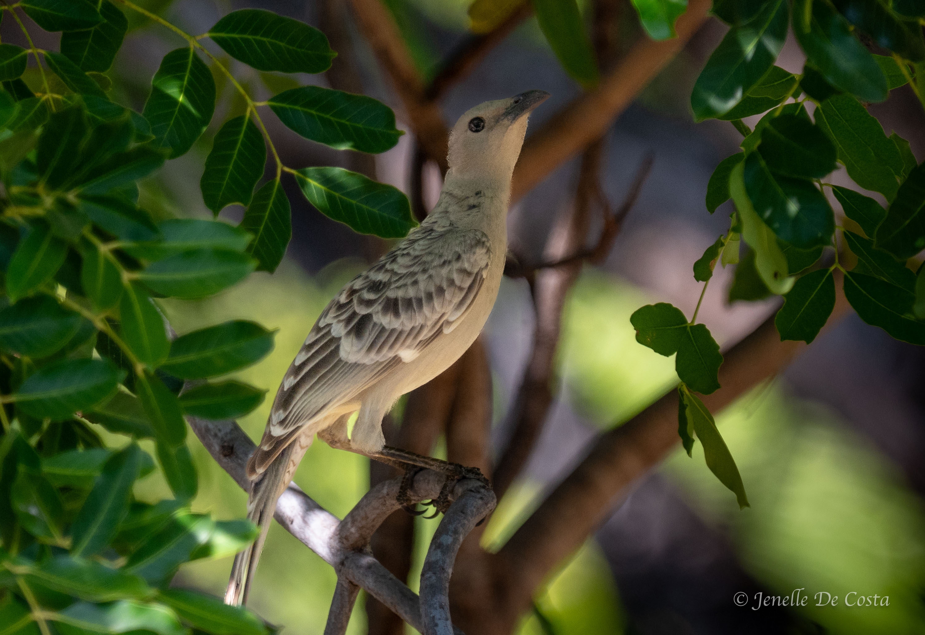 Great Bowerbird