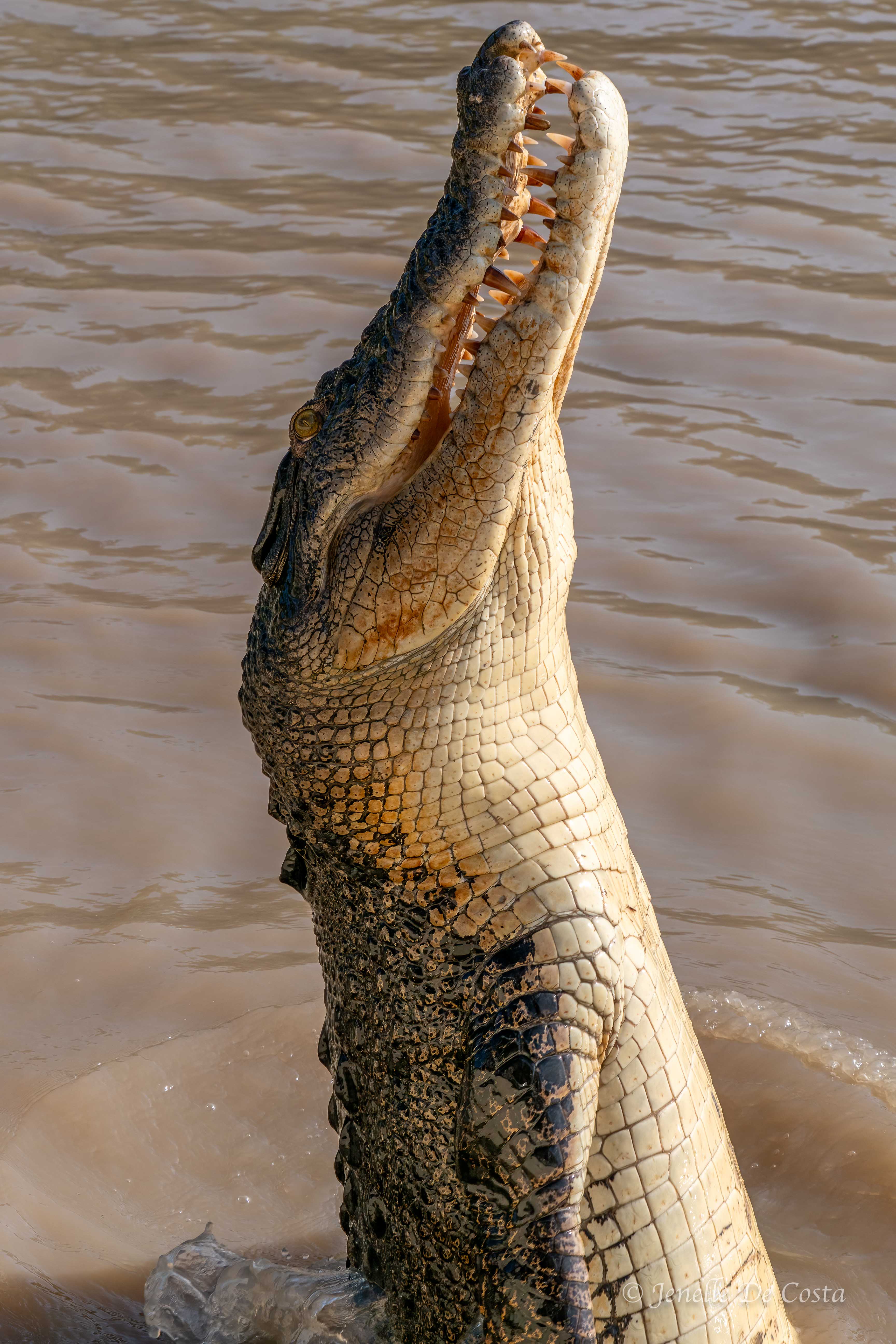 Adelaide River Crocs