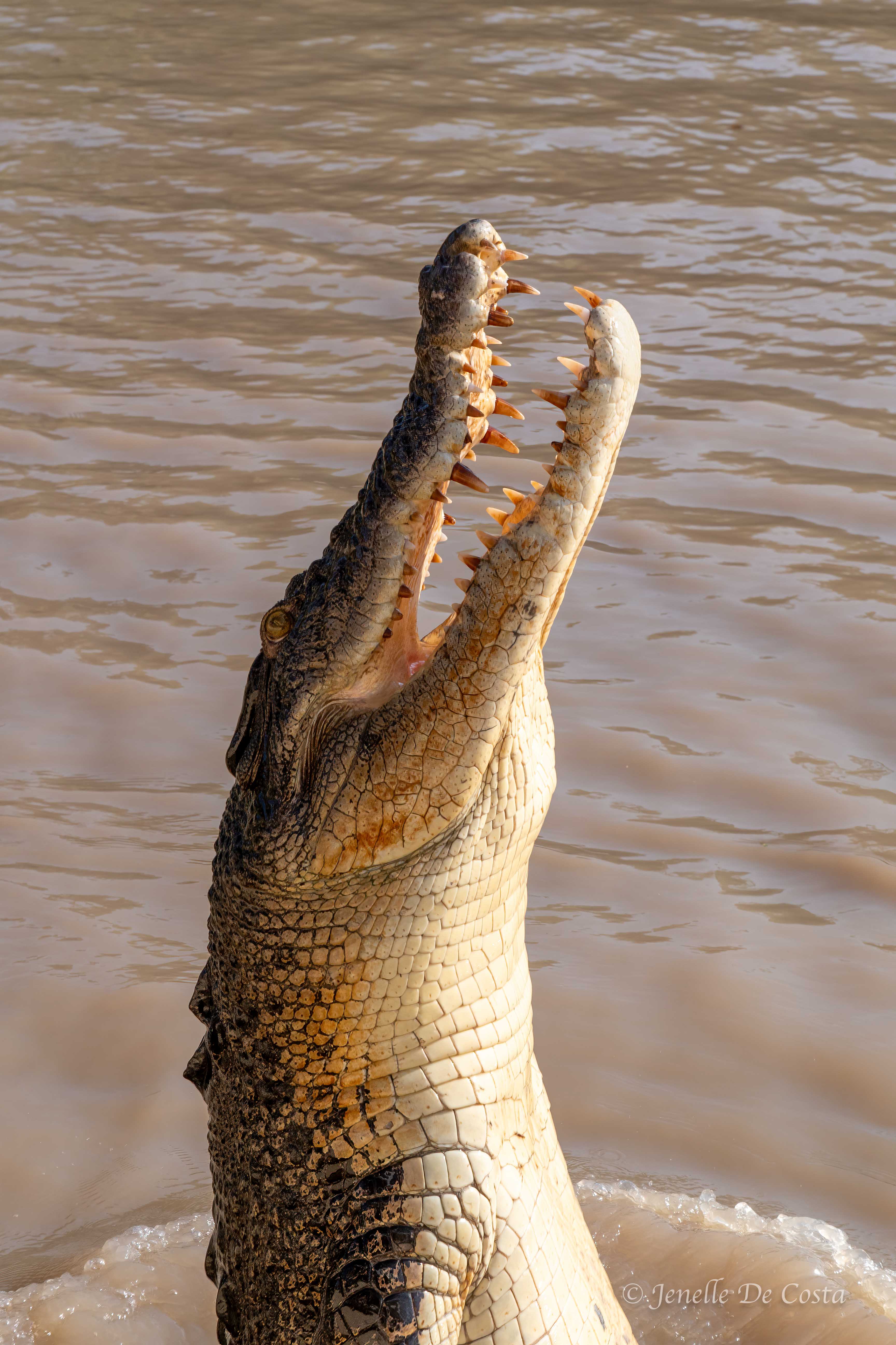 Adelaide River Crocs