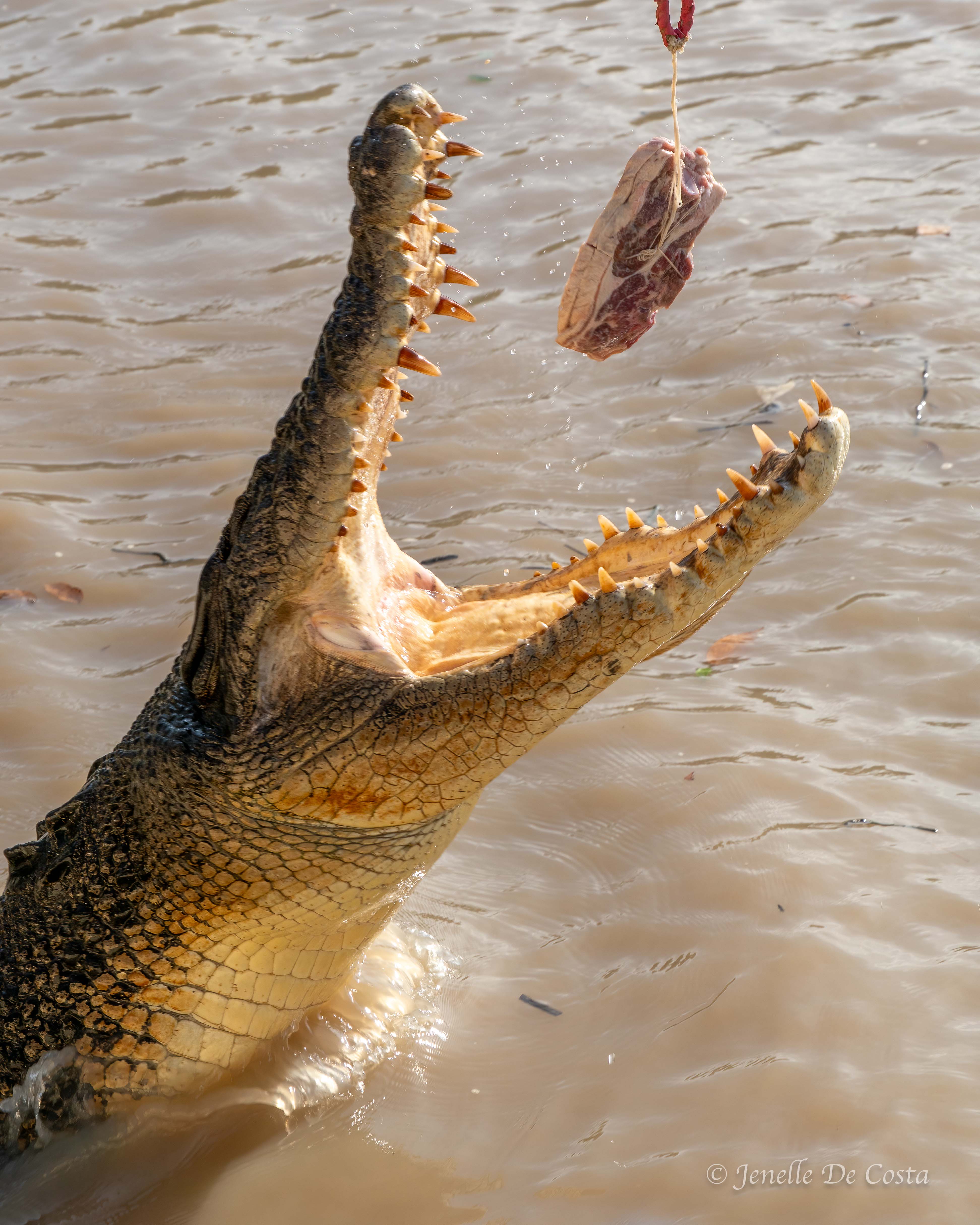 Adelaide River Crocs