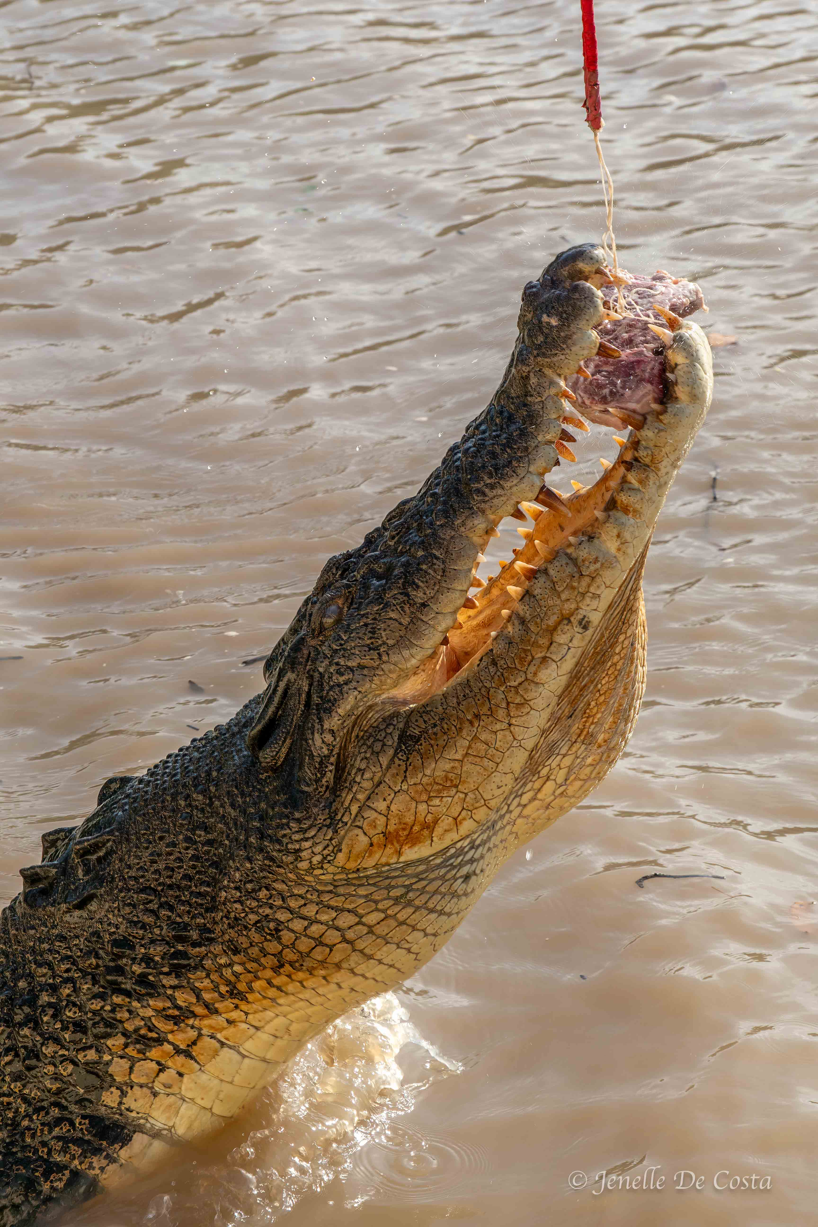 Adelaide River Crocs