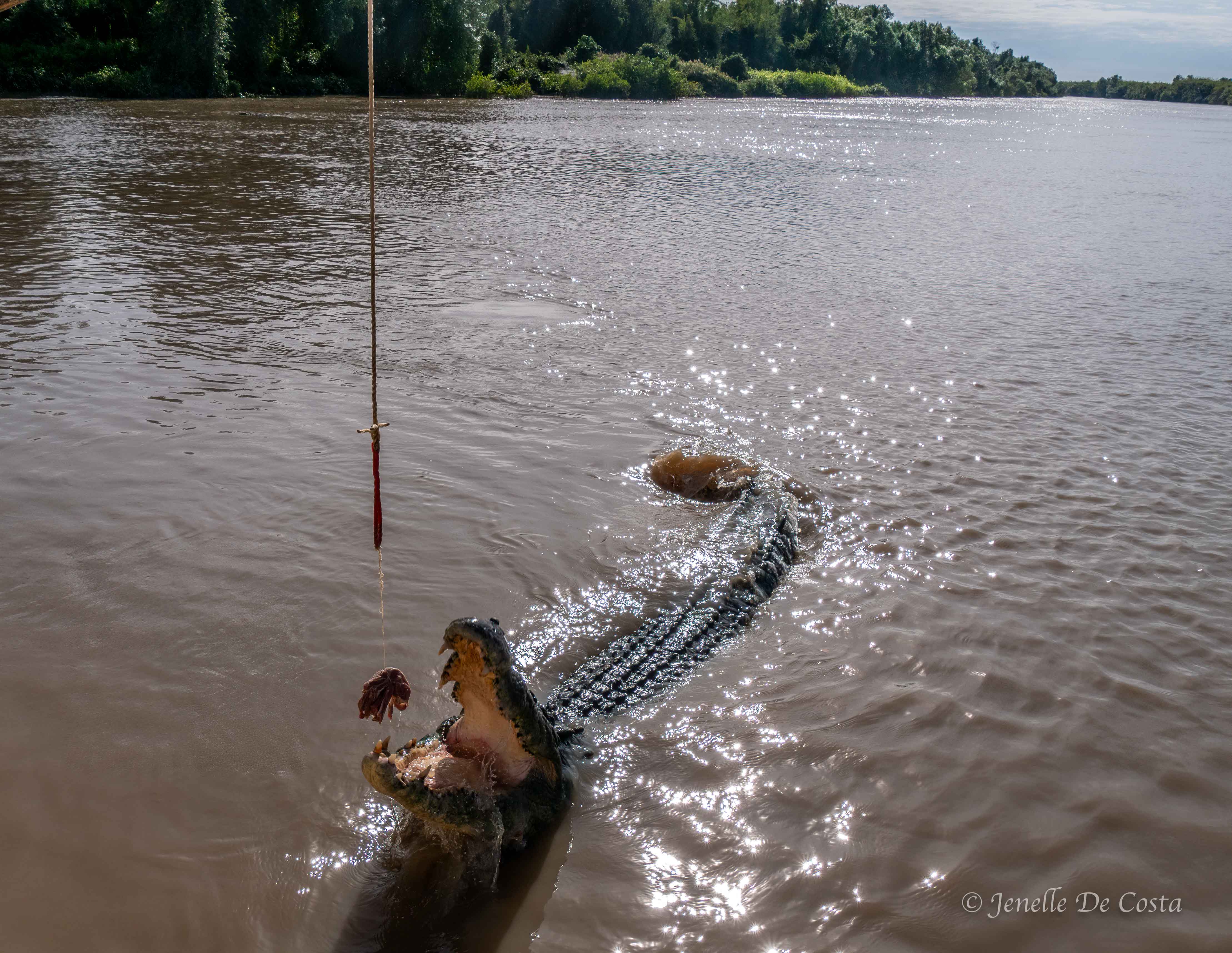 Adelaide River Crocs