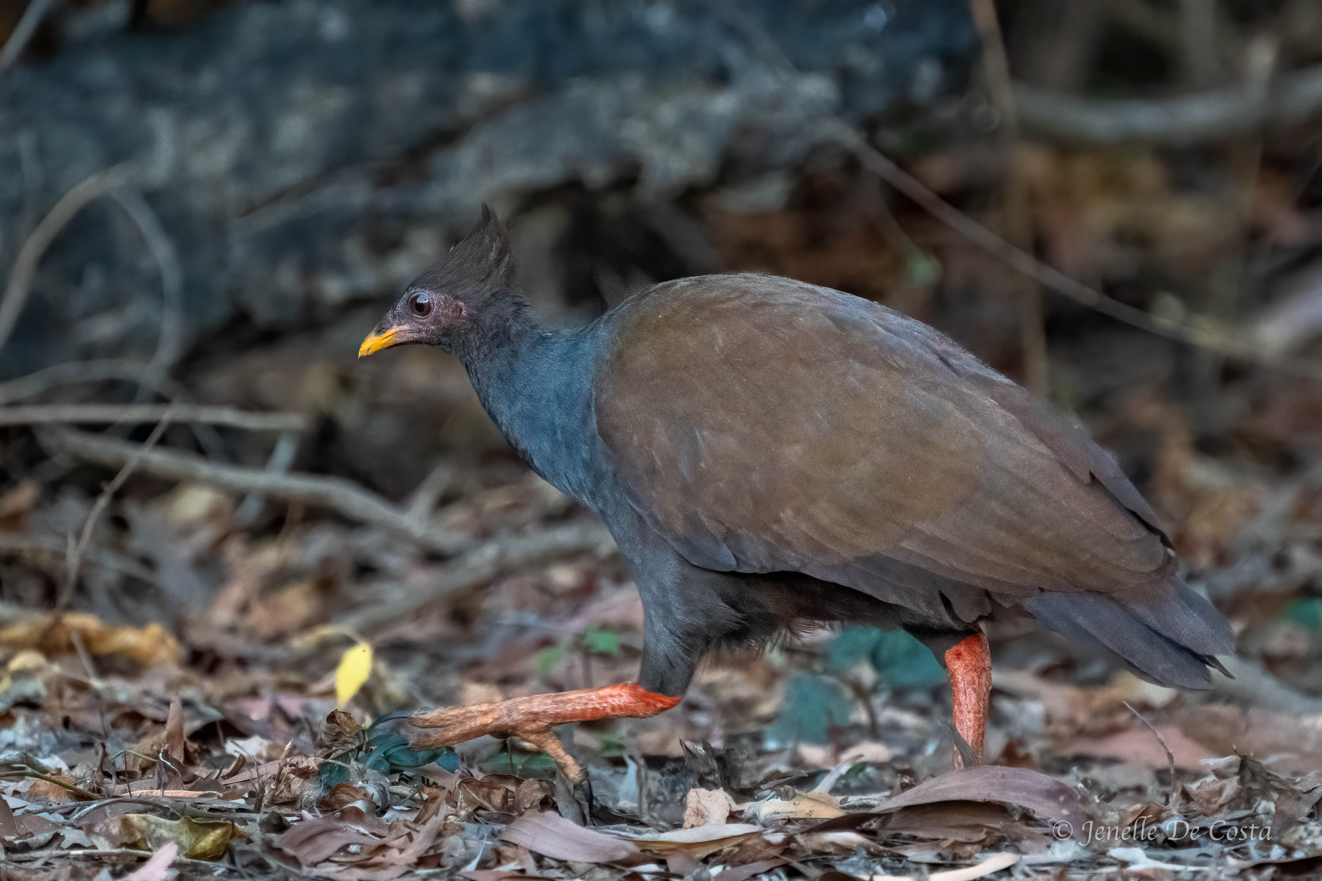 Orange Footed Scrub Fowl