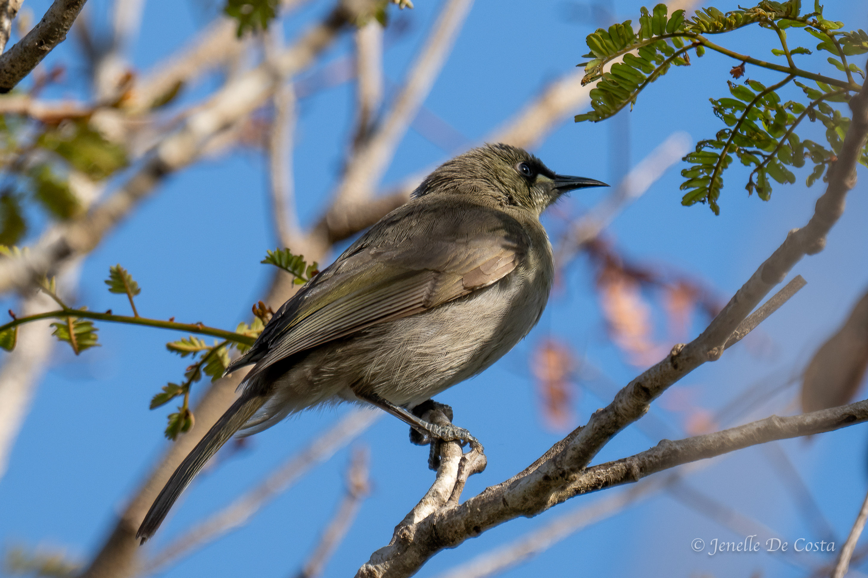 White-gaped Honeyeater