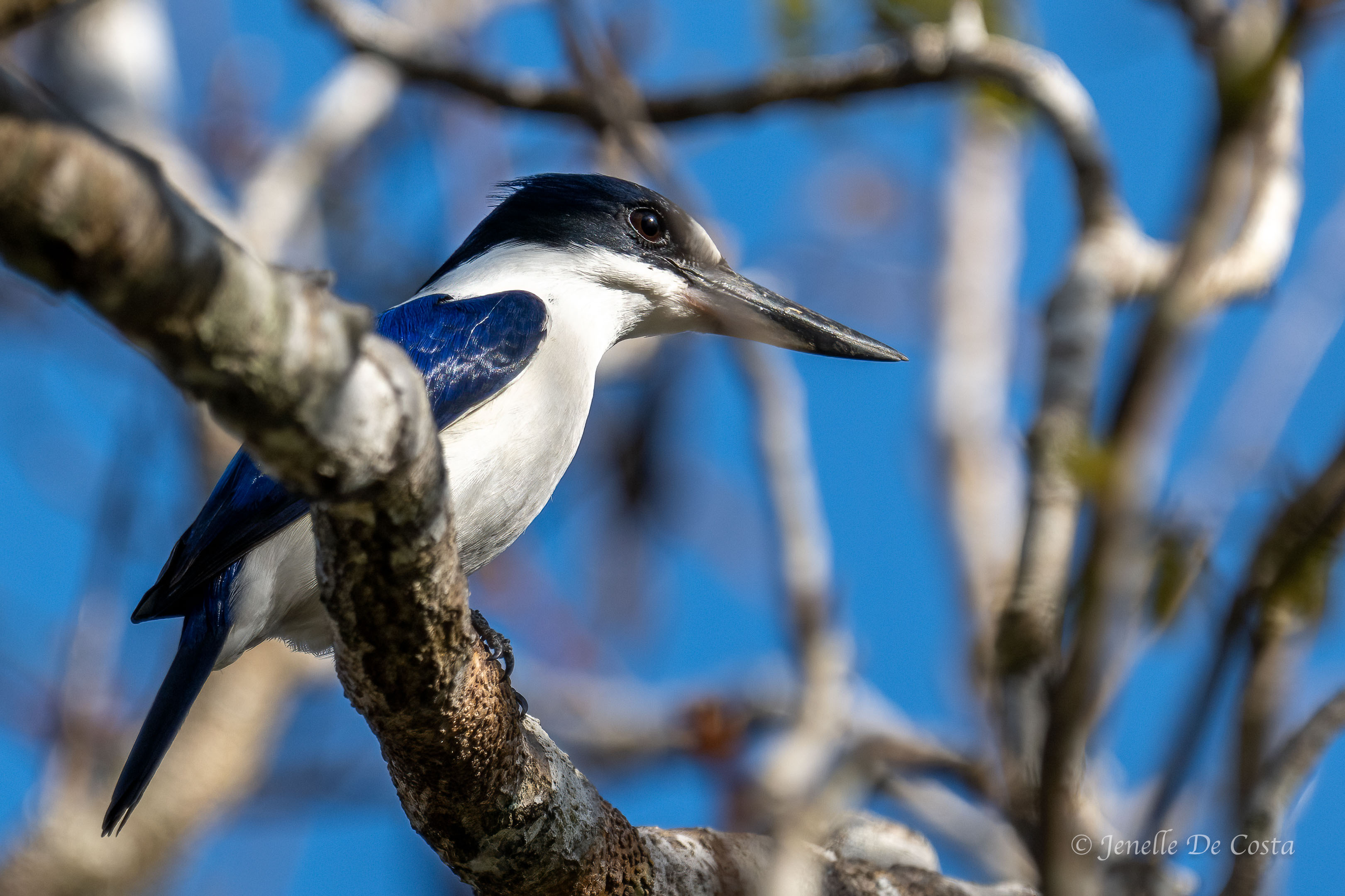 Too cute Kingfisher