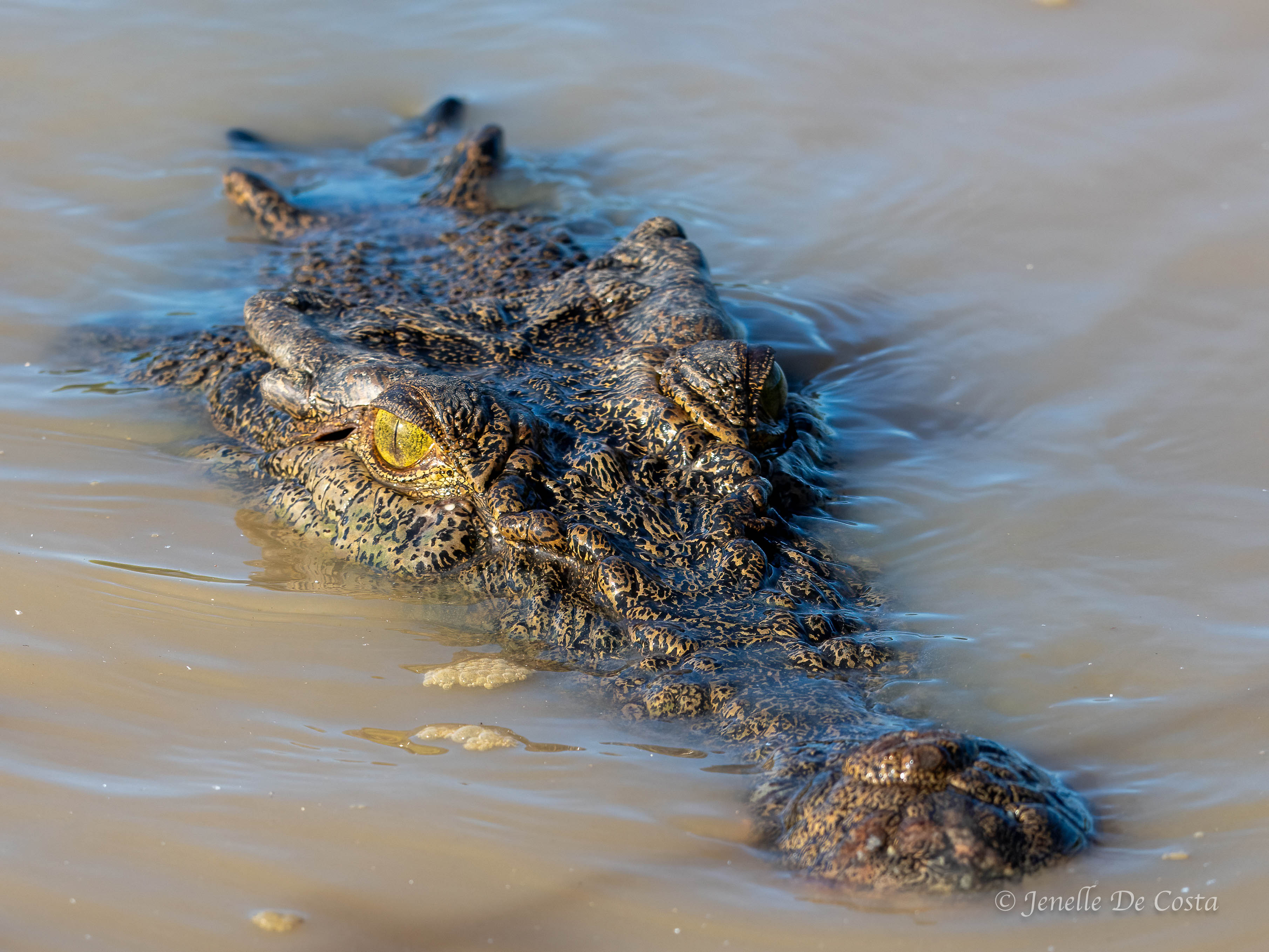 jumping croc