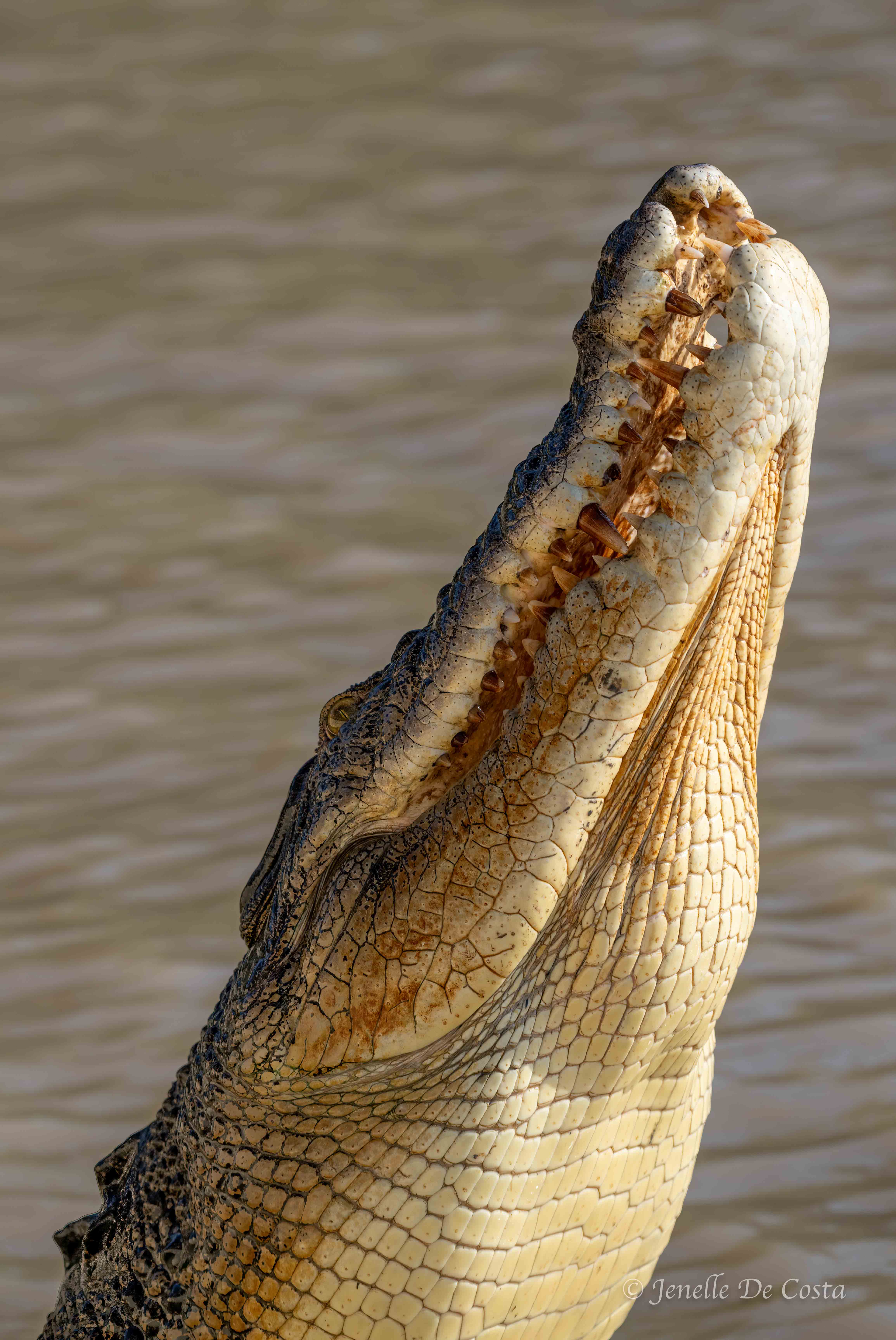 Adelaide River Crocs