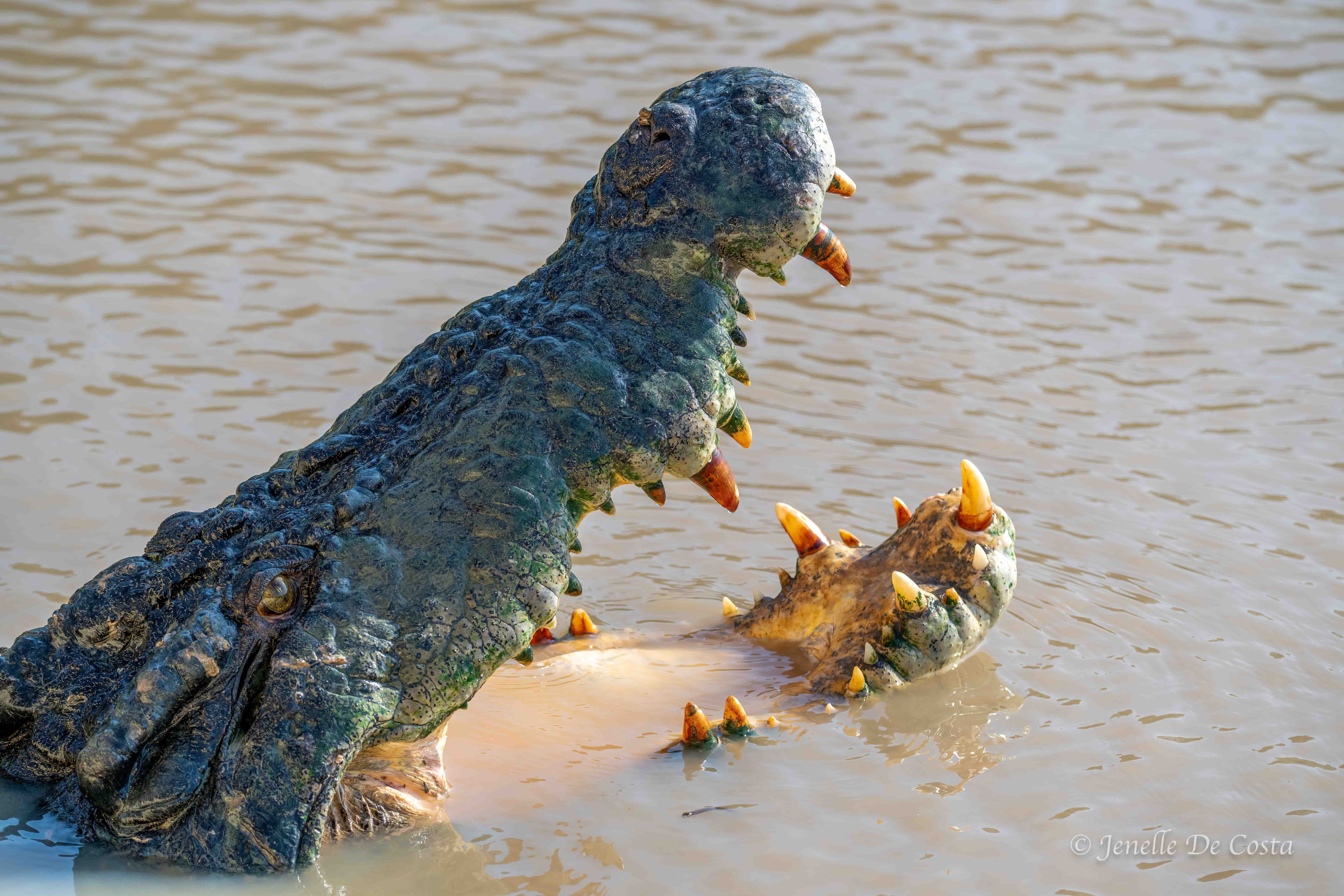 Adelaide River Crocs