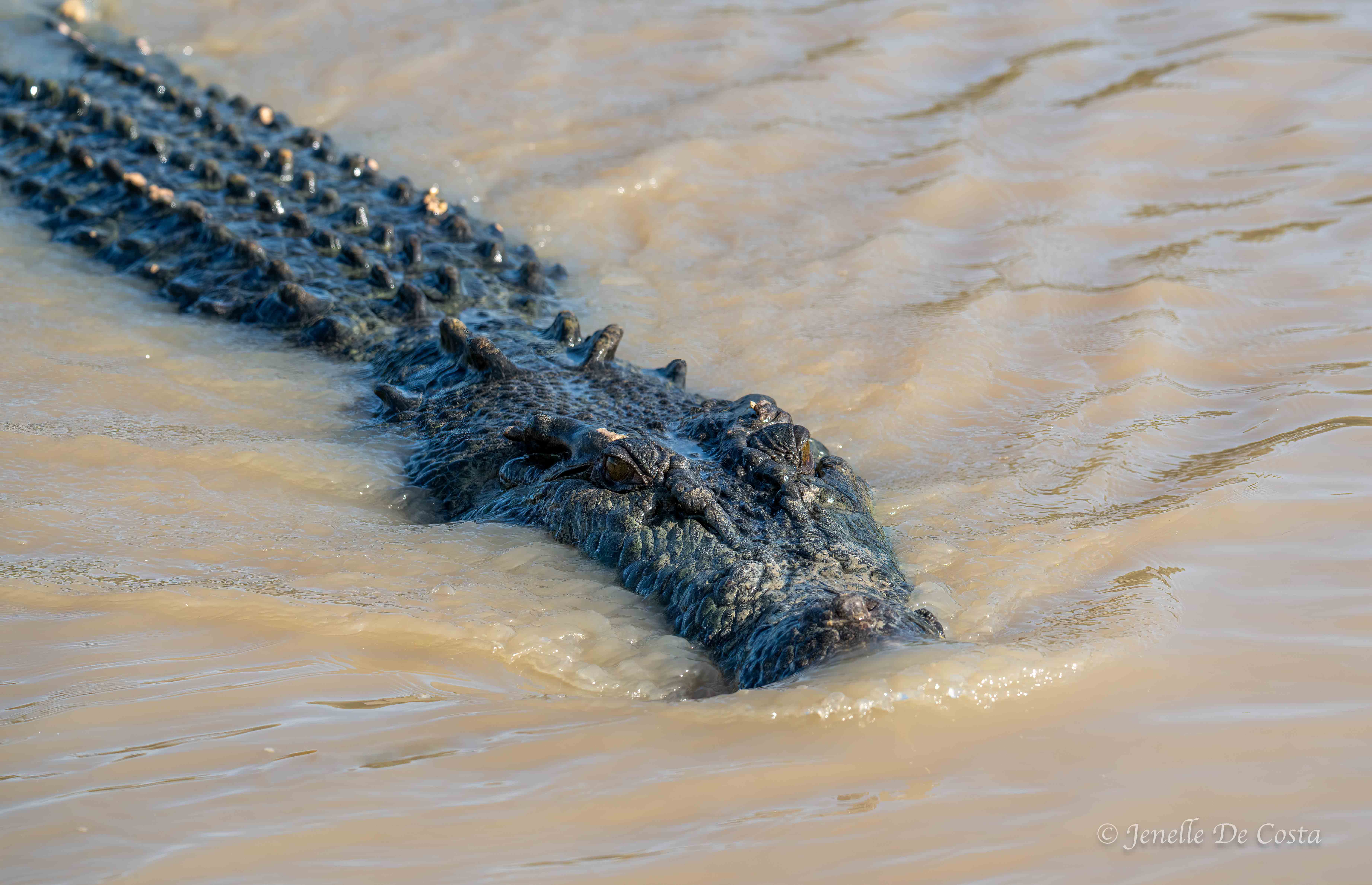 Adelaide River Crocs
