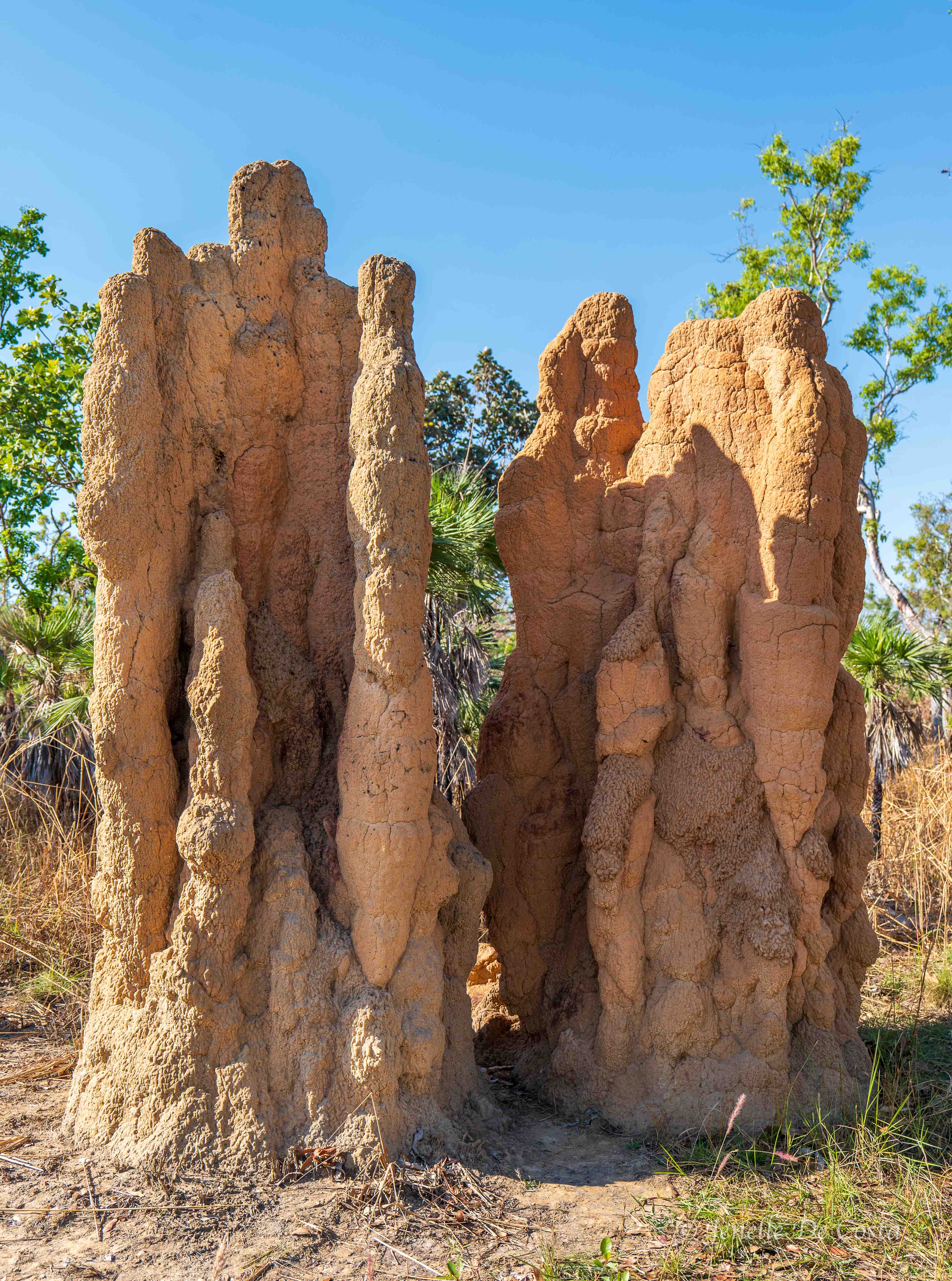 Cathedral Termite Mounds, Litchfield Nation Park