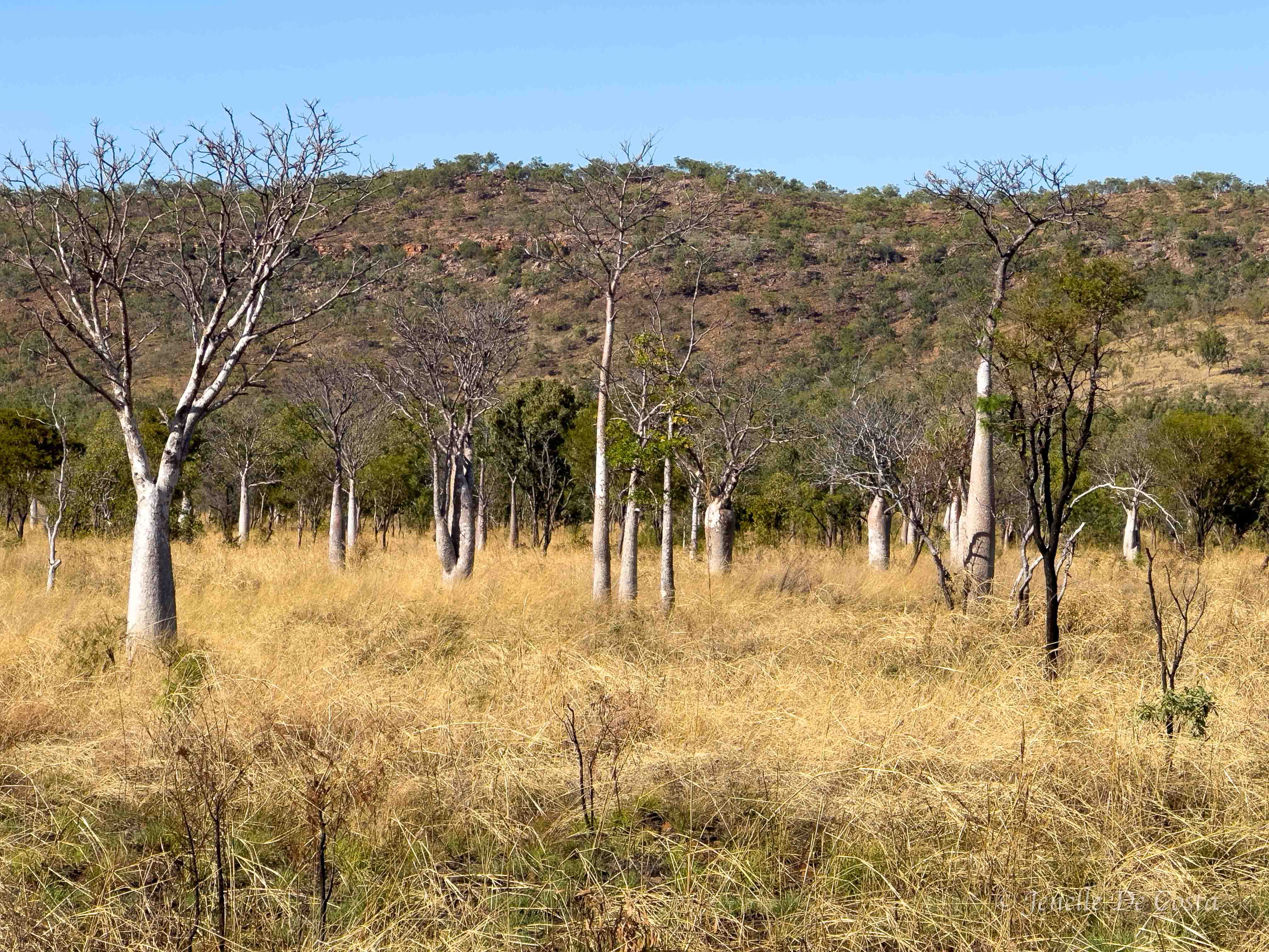 Victoria River Region, NT, Australia