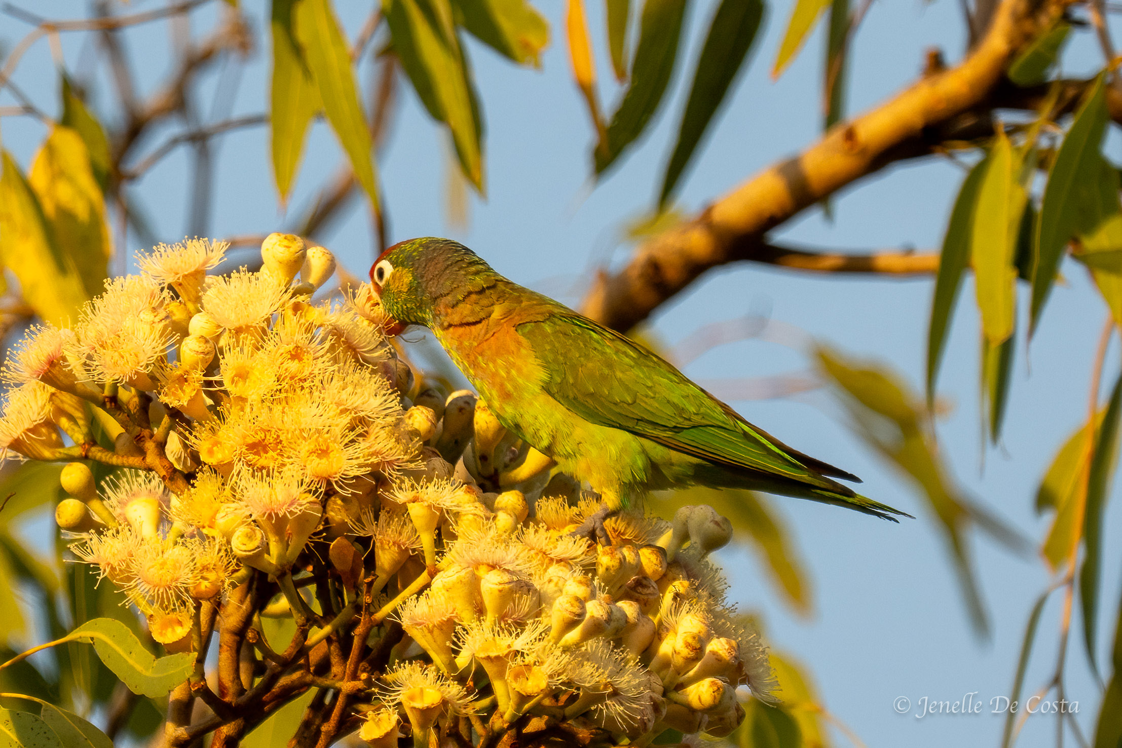 Victoria River Region, NT, Australia